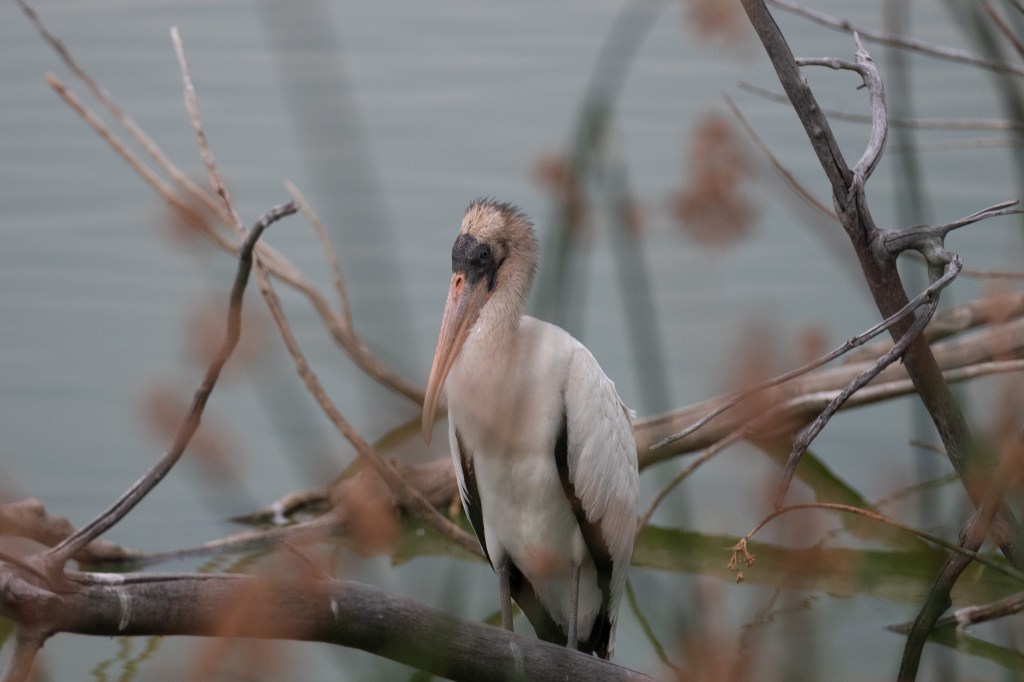 A closer view of a tall white bird with a long yellow beak stands on the edge of the pond. Its face, and the trailing edges of its wings are black; its long legs are grey.