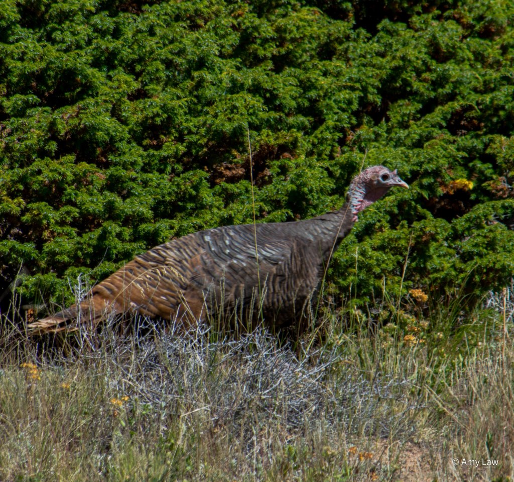 A wild turkey makes its way through medium height drying grass. Behind it are dark green junipers.
