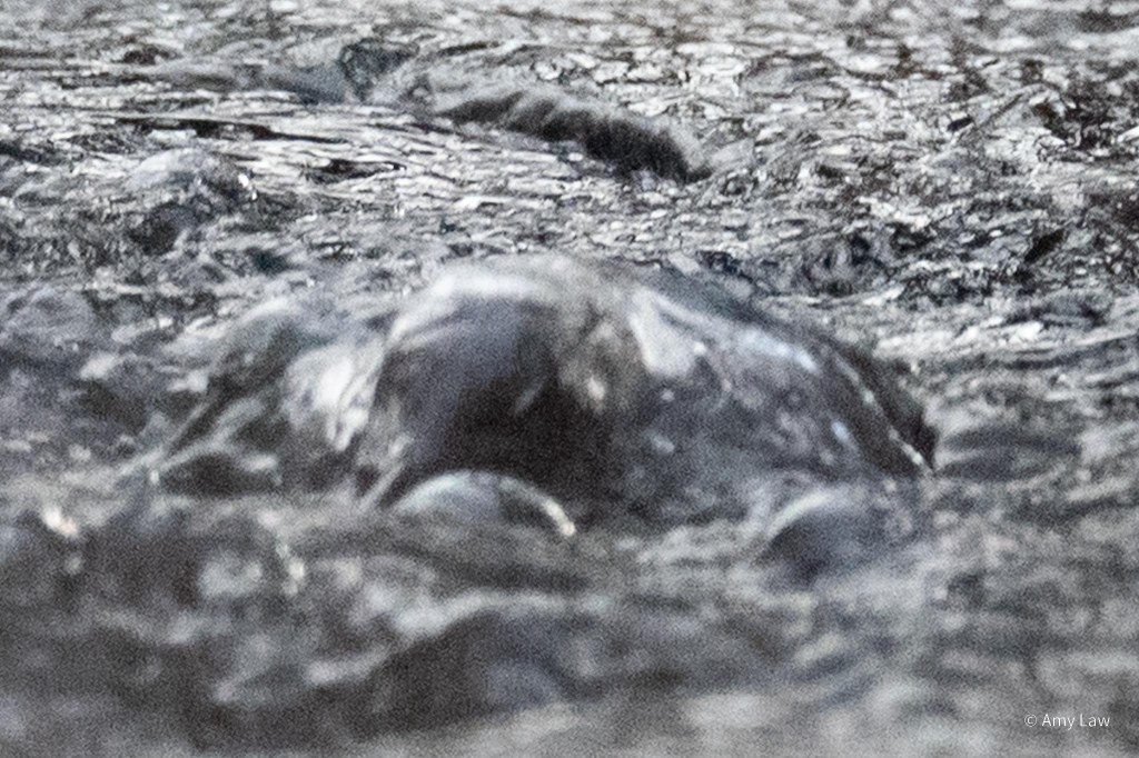 Small gray bird emerging from a fast moving creek. A layer of water still covers its head.