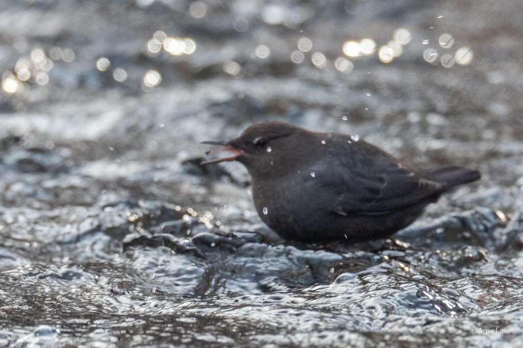 Small gray bird stands in a fast moving creek as it tosses the water creature further back into its mouth.