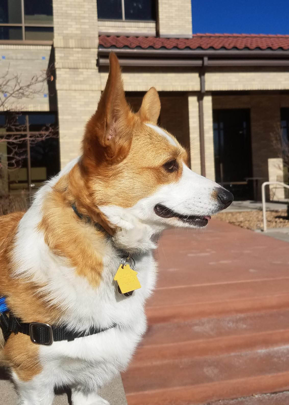 Profile head shot of a  tan and white Pembroke Welsh Corgi as she sits in the steps of our local hospital. She has a slight smile on her face.
The steps are terra cotta red, with the tan brick of the hospital behind them. 