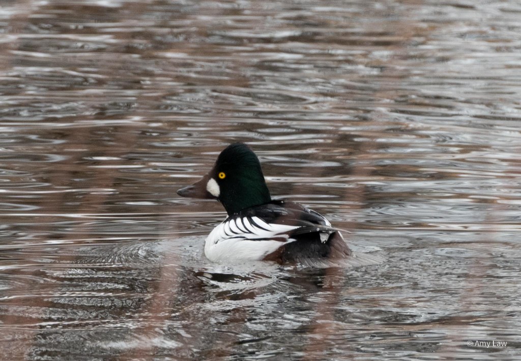 A duck with white wings, a black back and head, and brown bill and striking yellow eye paddles away from the viewer through still water.