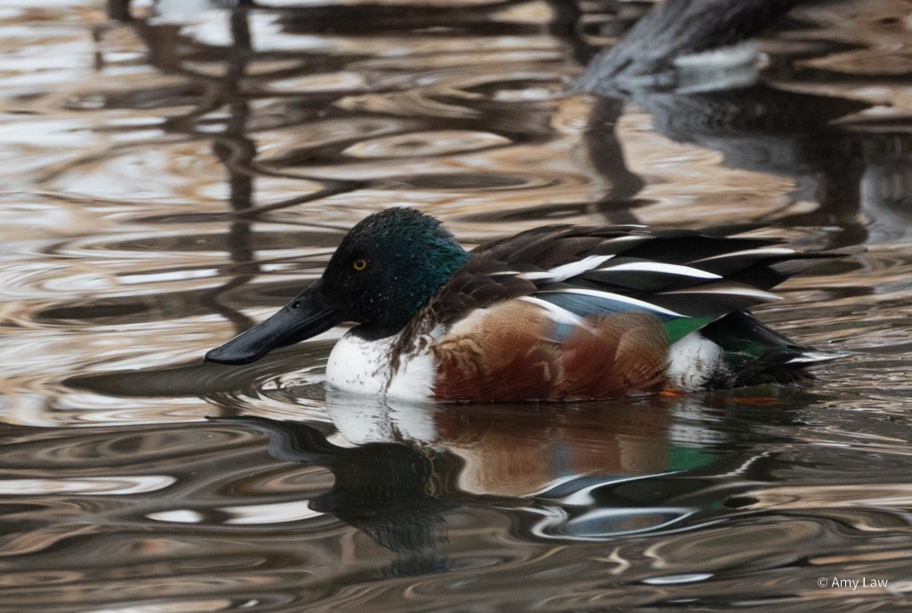 A duck with black and white feathers on its back, rufous feathers on its wings, a white breast and green head paddles through quiet water. It's black beak is very long and broad. It doesn't like you to stare at it.
