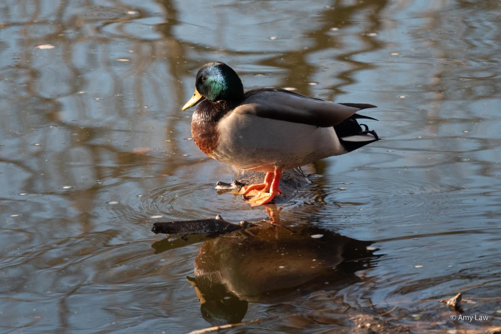 A tan duck with a dark brown chest and orange feet stands on the icy surface of water. It has a greenish blue head and yellow bill.