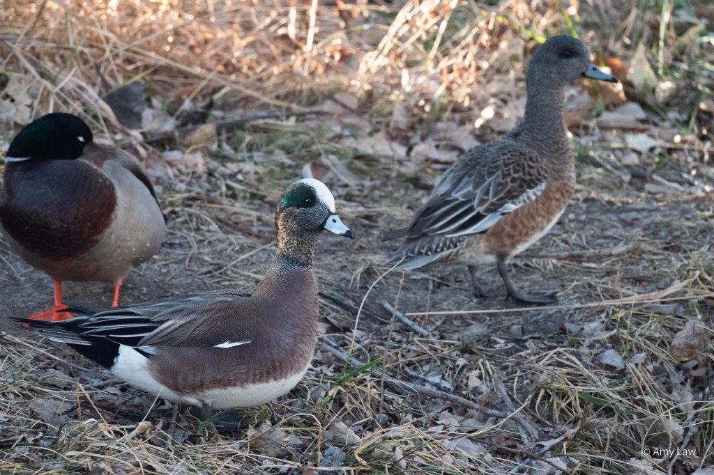 Three ducks in this photo. 
The left-most is a male mallard with its bill tucked under its wing. Its head is black because there is no light to turn it green.
Next is a brown duck with a speckled neck. It's head has a striking white stripe going from its blue bill to the back. It also has a green streak sweeping back from its eye. 
The third duck is a little out of focus to the right. She is brown with intricate white markings on each feather. Her bill is also blue.
They are all standing on a grassy bank.