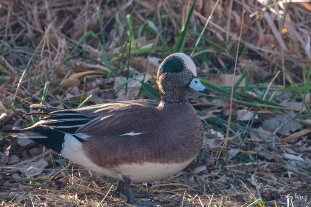 A brown duck with a speckled neck. It's head has a striking white stripe going from its blue bill to the back. It also has a green streak. He is standing on a grassy bank.