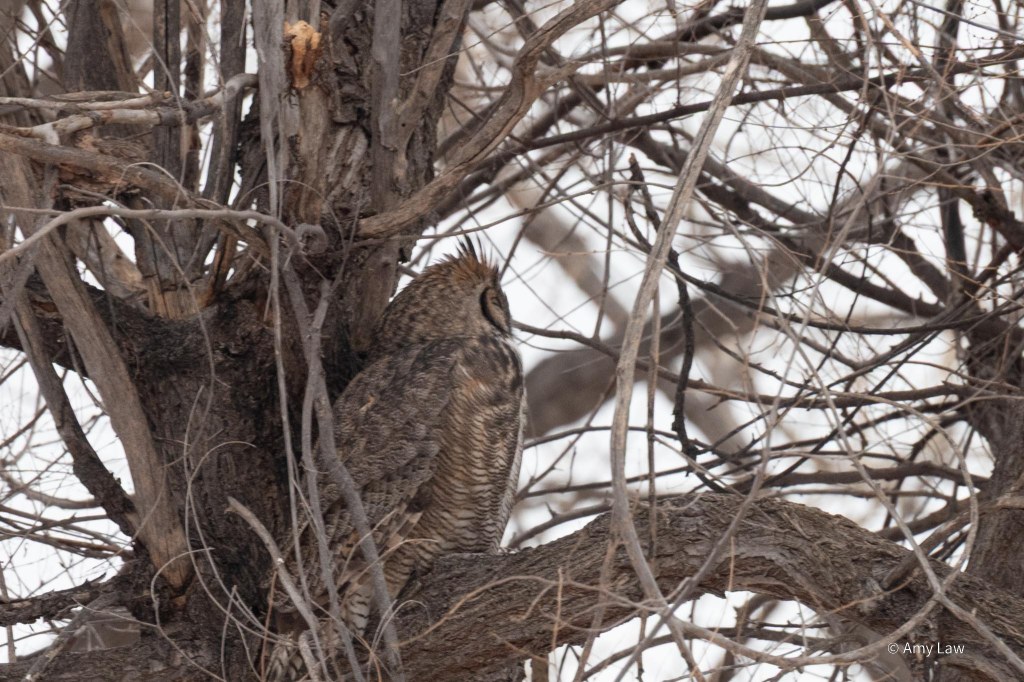 Side view of a Great Horned Owl perched on a thick branch of a tree. His eyes are shut.