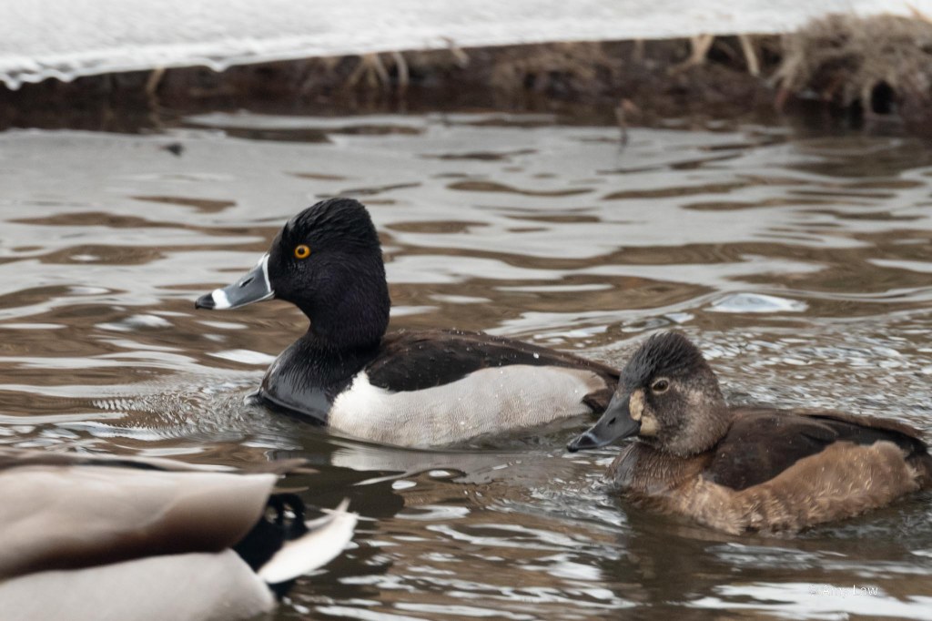 Two ducks floating on moving water. The duck to the left is black with white wings, and rings around his grey bill. He has yellow eyes. The duck on the right is brown, with lighter brown ches and wings. She has just one blueish ring around her brown bill. Her eye are brown.
