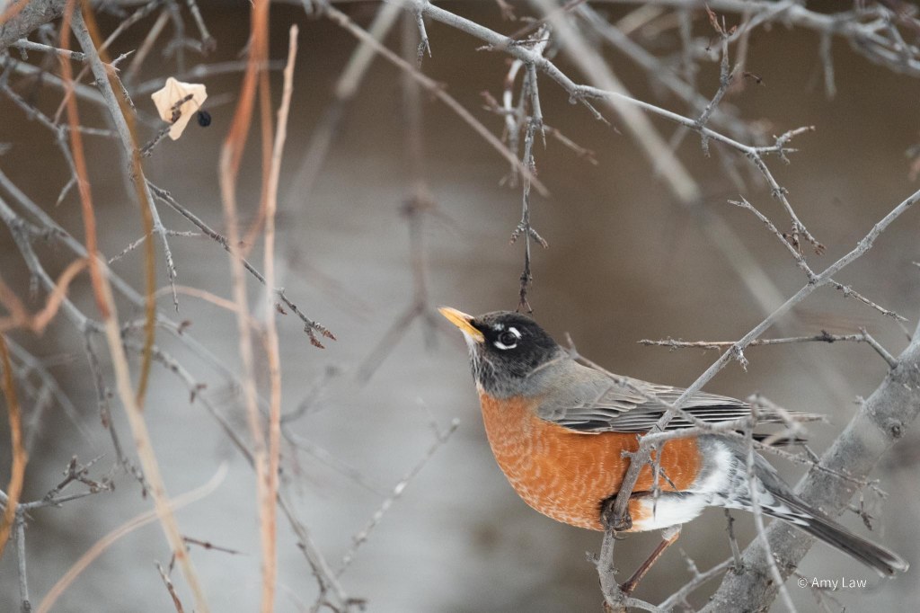 A grey bird with a russet breast, white ring around its eye and a yellow beak is side-ways perched on a slender branch. It is intently focused on a single berry above and to the left of it. Its posture indicates that it might spring for the berry at any moment.