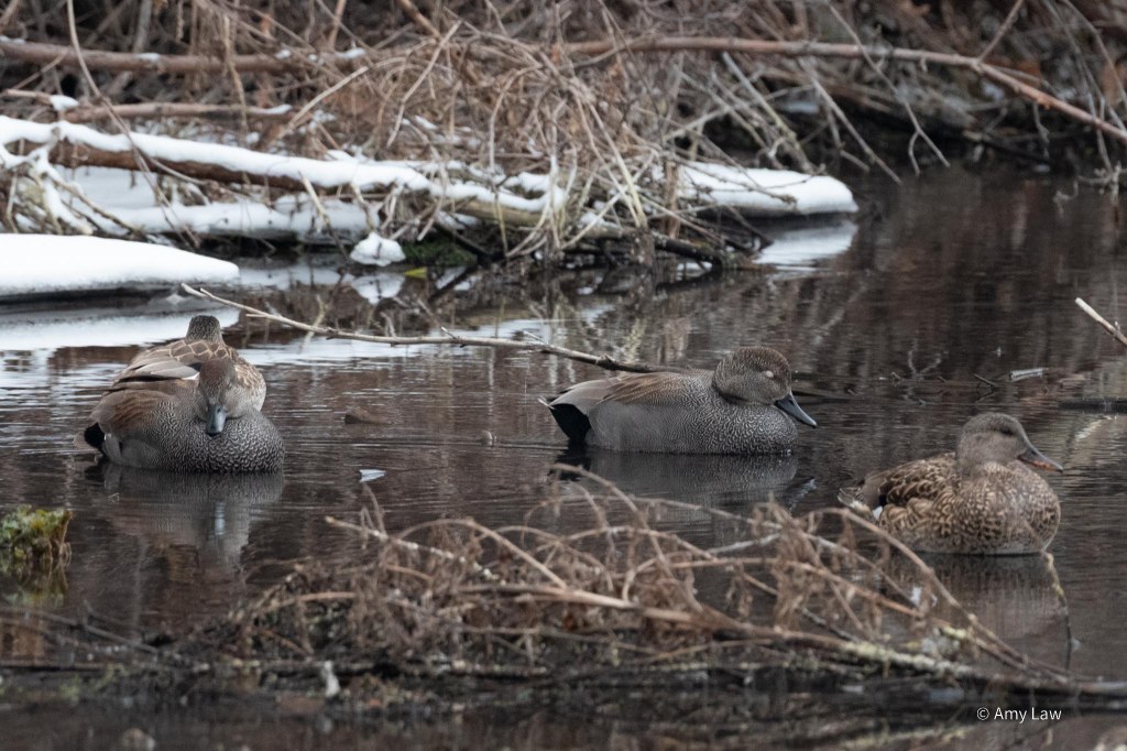 Four ducks floating on still water. Three of the ducks have their heads tilted down and their eyes shut; the fourth duck is floating quietly.