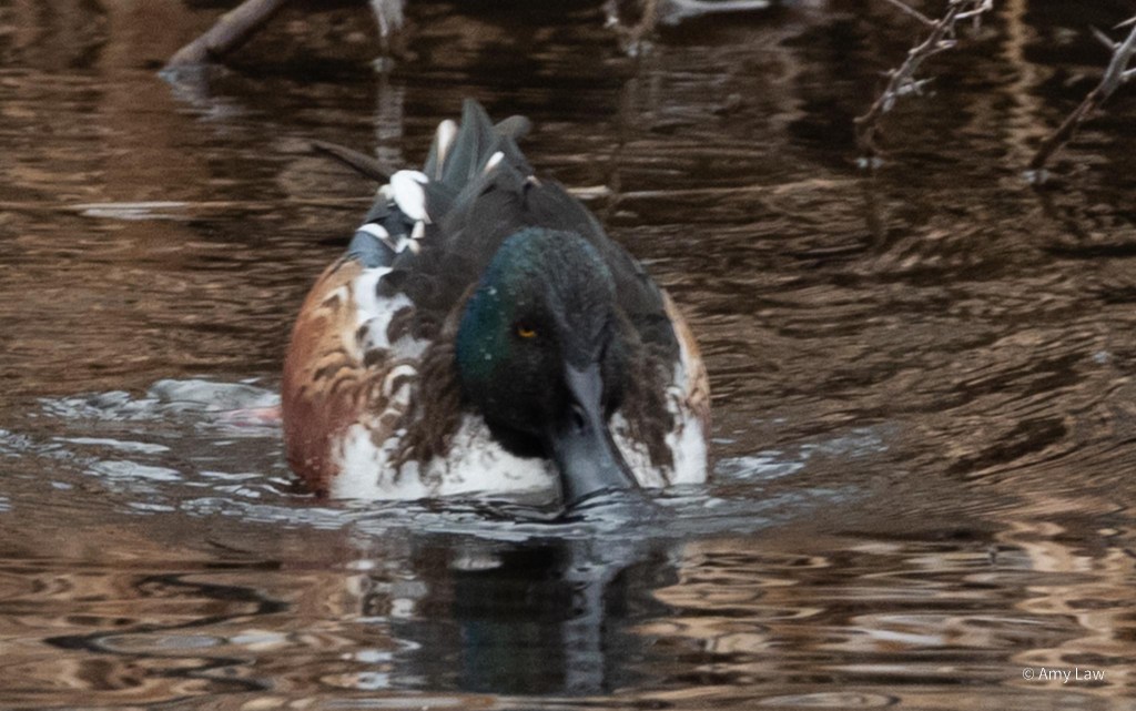 A duck with black and white feathers on its back, rufous feathers on its wings, a white breast and green head paddles through quiet water. It's black beak is very long and broad and is dipped into the water, straining out food. The duck is glaring at the viewer.