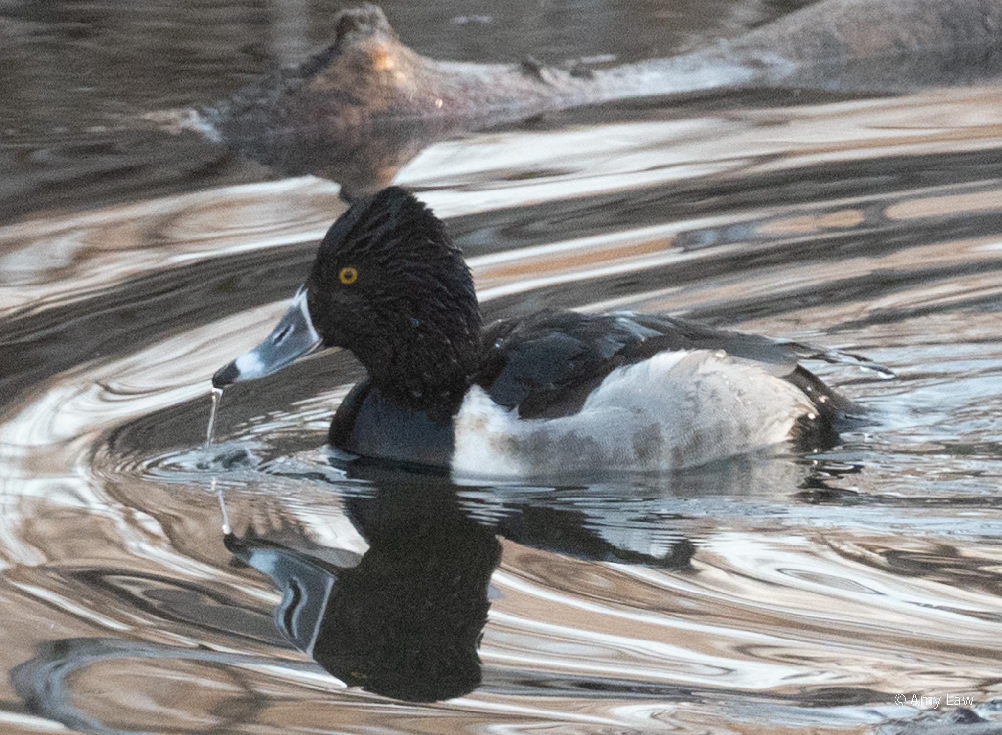 Ducks!
