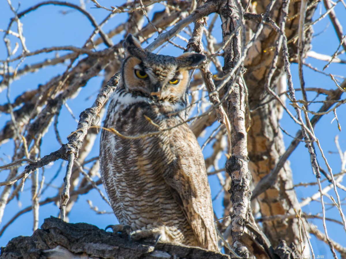 Went to the Suberb&nbsp;Owl!