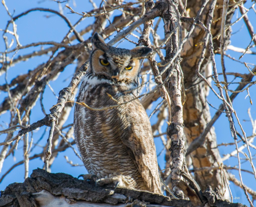 Went to the Suberb Owl!