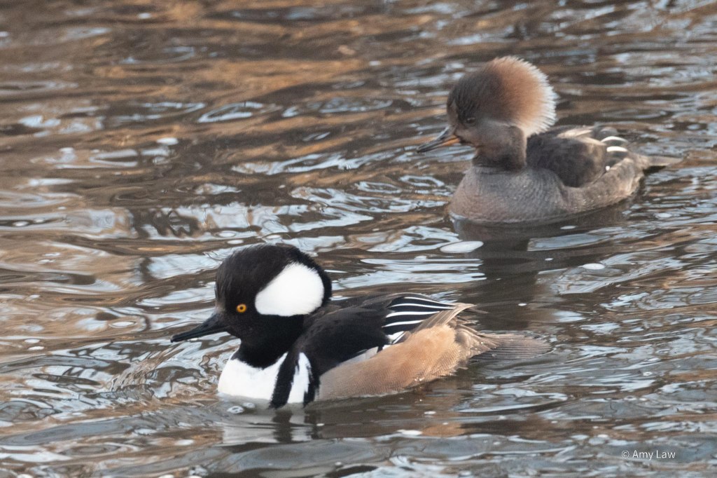 Two Hooded Merganser ducks paddle in water. The duck on the left has a buff belly showing above the water and black wings above that. His big black head crest raised so show the white spotch in the middle of it.
The Merganser on the right is buff all over, but the eye is drawn to her big bouffant buff crest on her head.