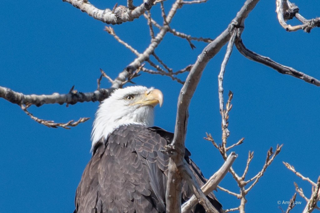 Close up of a Bald Eagle sitting in a cottonwood tree bare of branches. The Eagle is noble of visage, looking into the distance.