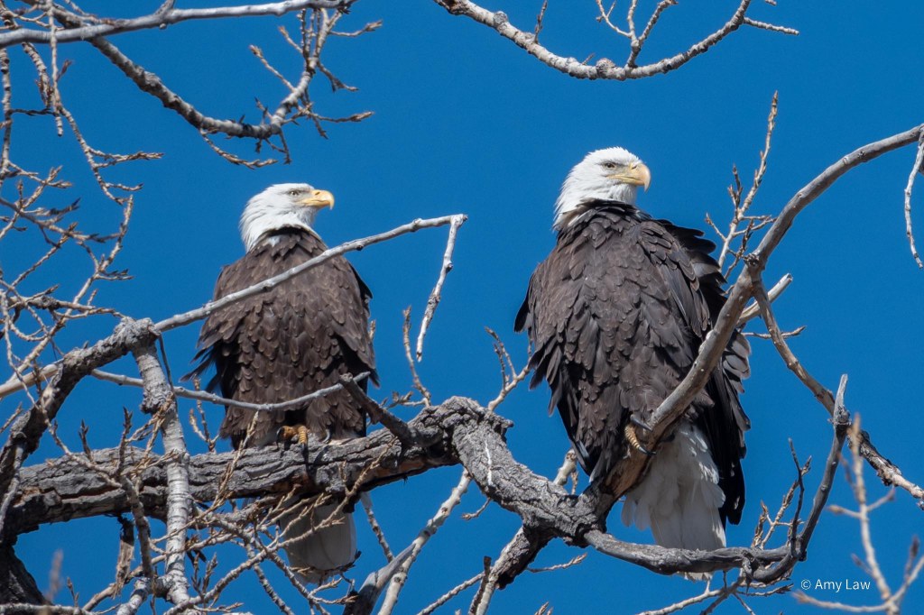 Two mature Bald Eagles sit side-by-side in a tree bare of leaves. One of the Eagles looks into the distance; the other looks at the viewer as if sizing them up for dinner.