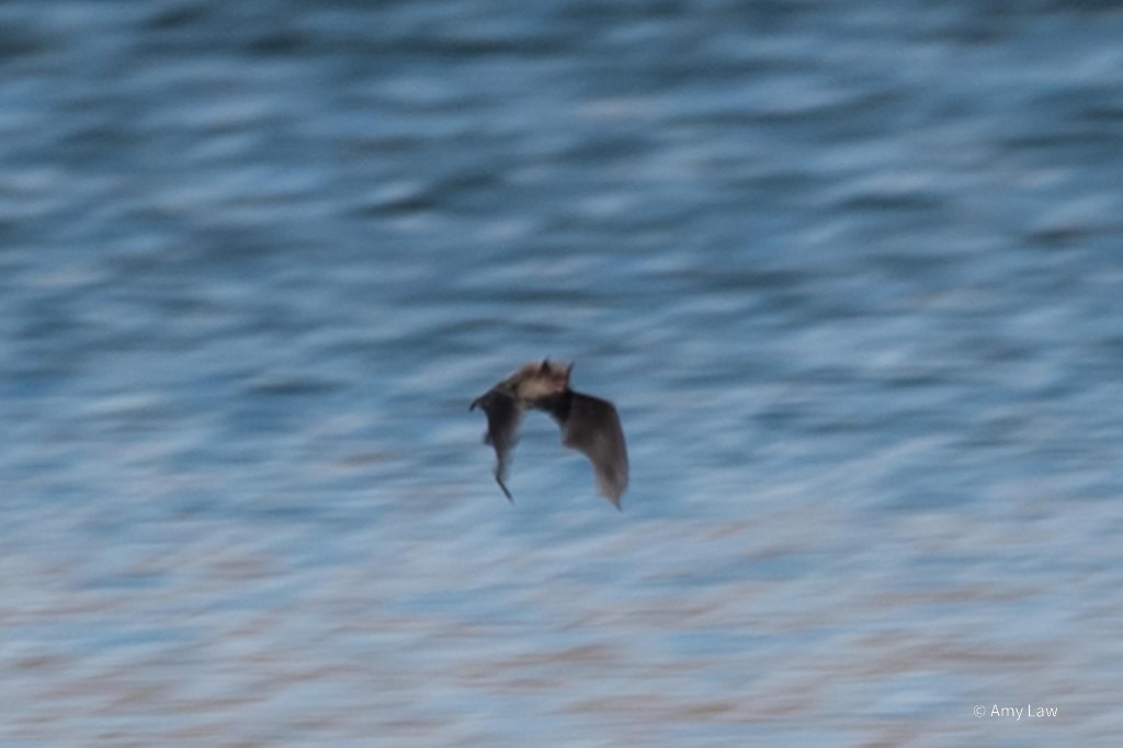 A fuzzy (sorry, best I could get) photo of a brown bat flying like a bat out of hell over a mottled blue background.
