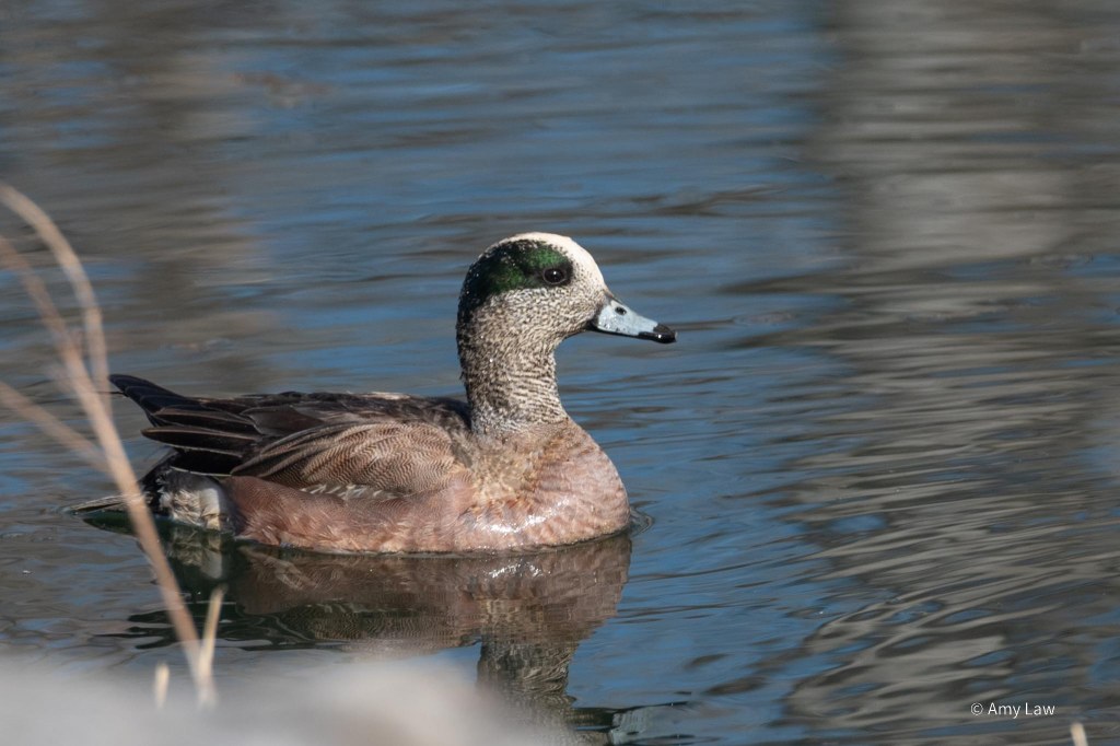 A medium sized brown duck floats in still water. He is covered with different fine patterns over his body, wings and neck. He has a green swoop going from around his eye to the back of his head, and another stripe, this one white going from his blue bill across the top of his head.