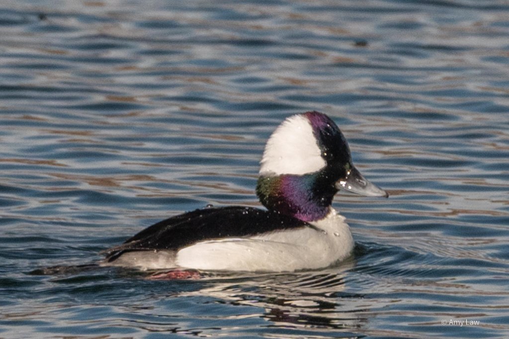 A small duck with a white body, black wings, and throat, white breast and patch on its head, floats in still water. His beak is short, broad and gray, and his head is iridescent black.