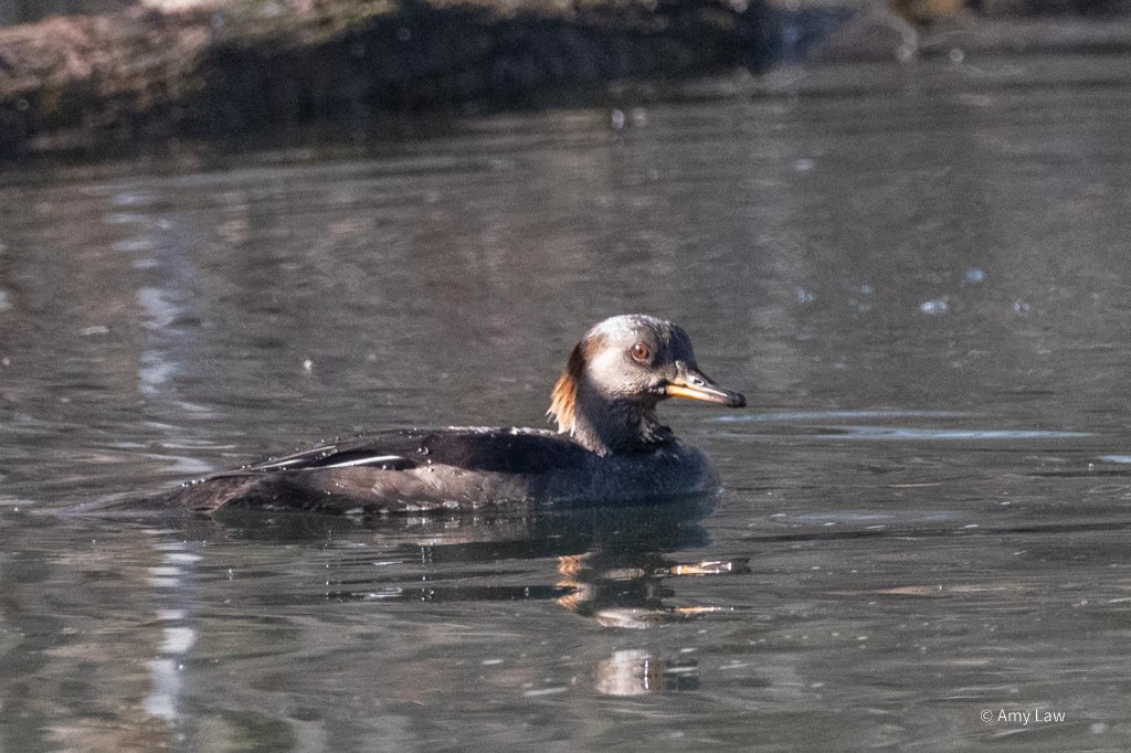 A medium sized brown duck sporting a brown mullet floats in calm water. Her beak is long narrow and yellow.