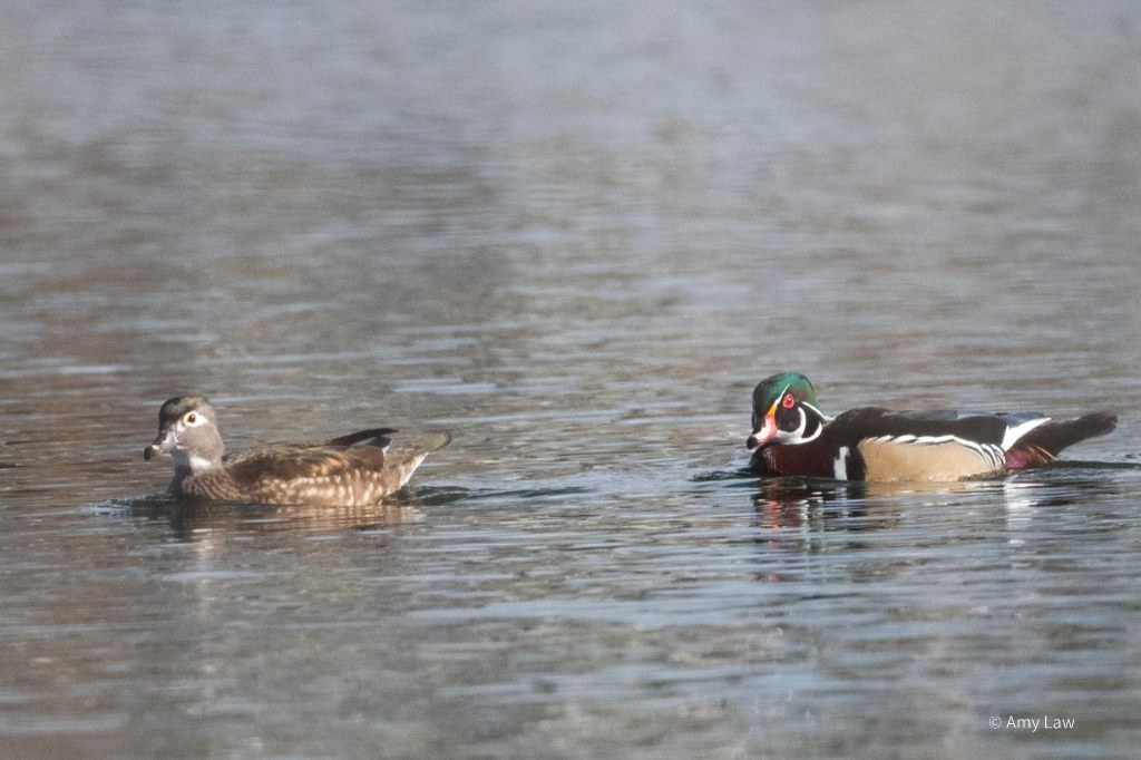 Two ducks, female and male, paddle in still water. The female, on the left, is mostly brown with white spots, and grayish head, and bill, and white eye ring.
The male, on the right, looks like somebody decided to use all the colors in the box. He has tan sides, brown chest, black wings outlined in black and white stripes. He has a white ring around his neck that has an offshoot going up from his bill curving around to just under his red eye. The rest of his head is black, his bill is orange and the top of his head is green. Whew!
