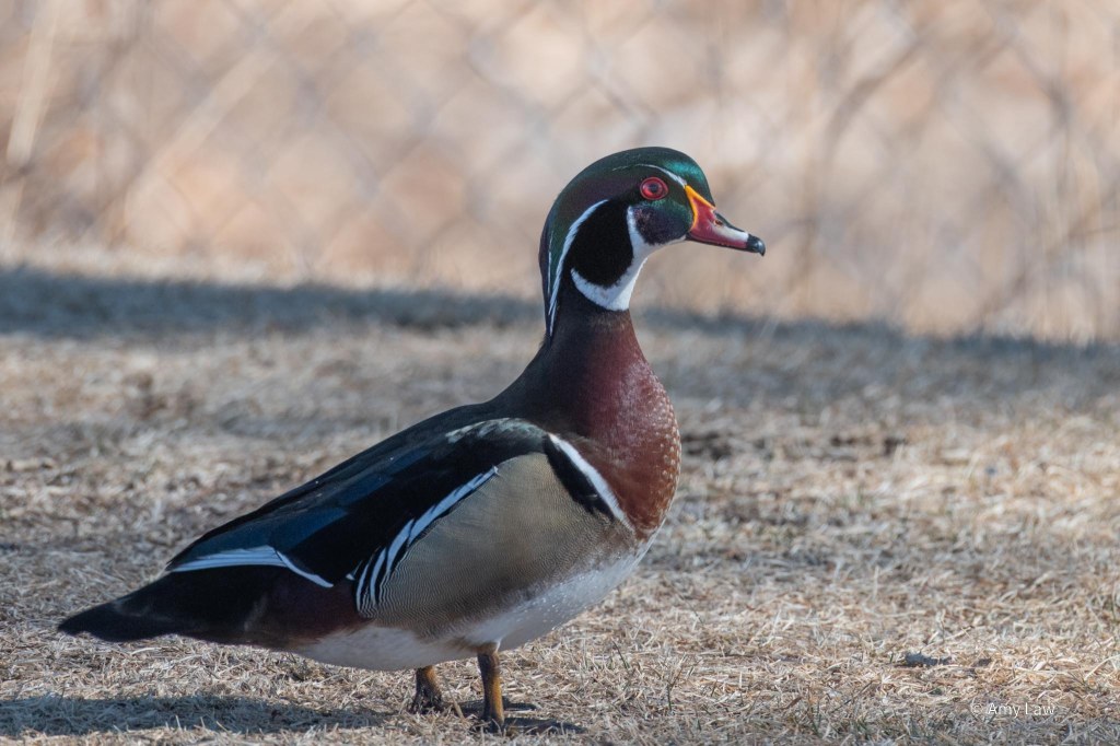 The male looks like somebody decided to use all the colors in the box. He has tan sides, brown chest, black wings outlined in black and white stripes. He has a white ring around his neck that has an offshoot going up from his bill curving around to just under his red eye. The rest of his head is black, his bill is orange and the top of his head is green. Whew!
He is walking across a patch of dried grass.