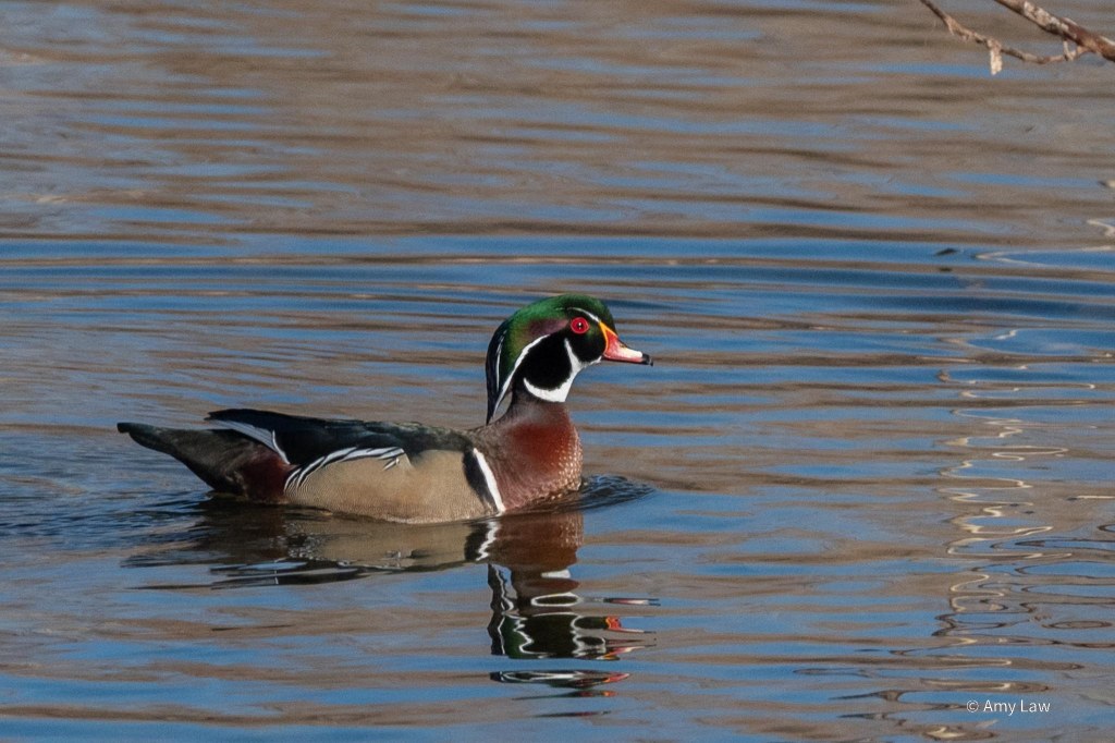 The male looks like somebody decided to use all the colors in the box. He has tan sides, brown chest, black wings outlined in black and white stripes. He has a white ring around his neck that has an offshoot going up from his bill curving around to just under his red eye. The rest of his head is black, his bill is orange and the top of his head is green. Whew!