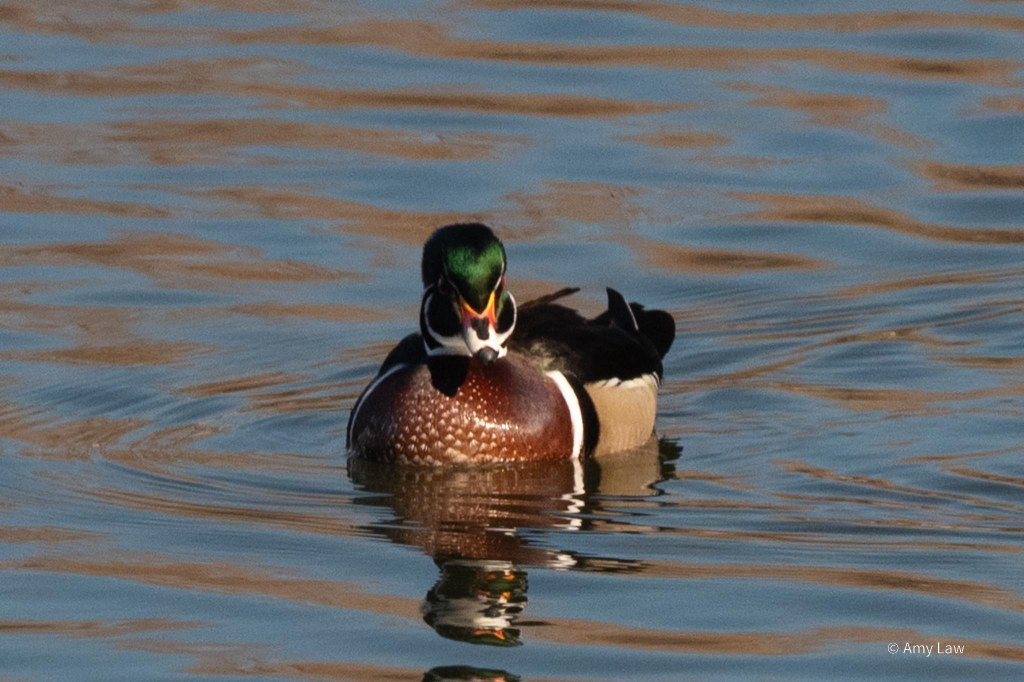 In this photo, the male is coming straight at the viewer. He has tan sides, brown chest, black wings outlined in black and white stripes. The rest of his head is black, his bill is orange and the top of his head is green.
As he comes head-on, he has a black flange of feathers ringed with white flared out from his cheeks.