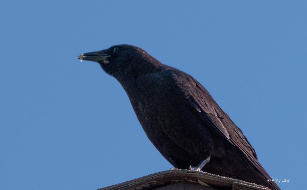 An American Crow perches on the peak of a house. It has a small pinkish four-petaled flower in its beak.