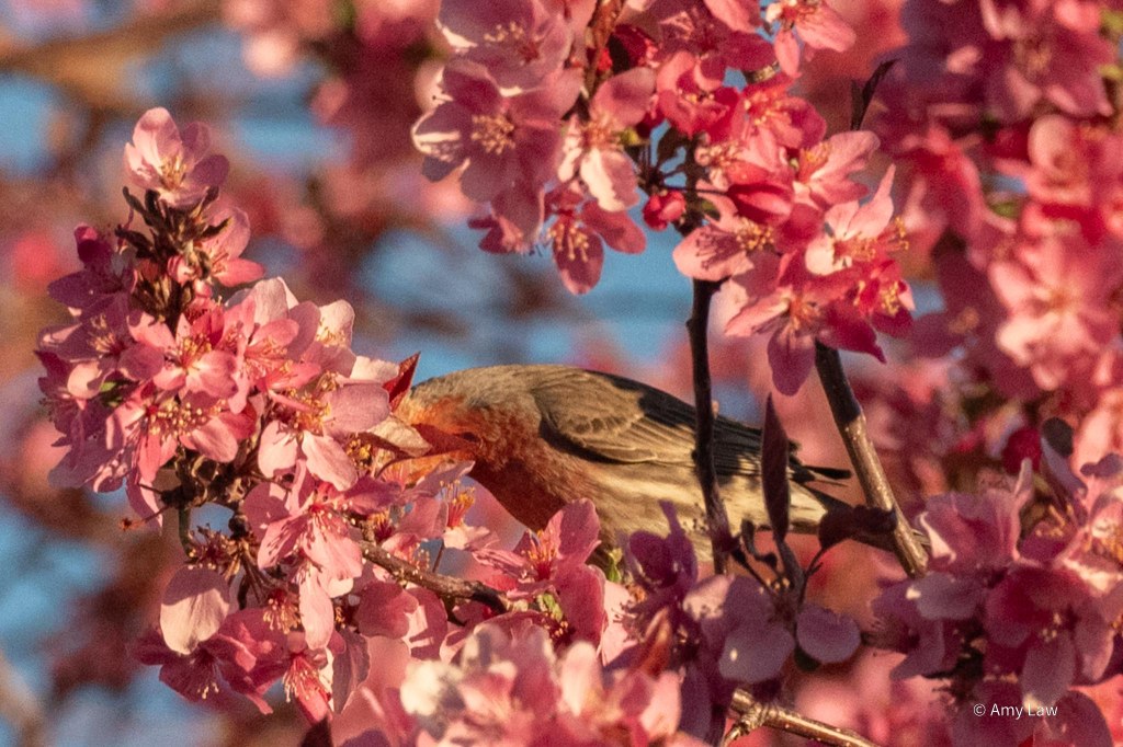 A male House Finch sits on a branch. He has his head buried in the pink of the masses of chokecherry blossoms that surround him. 