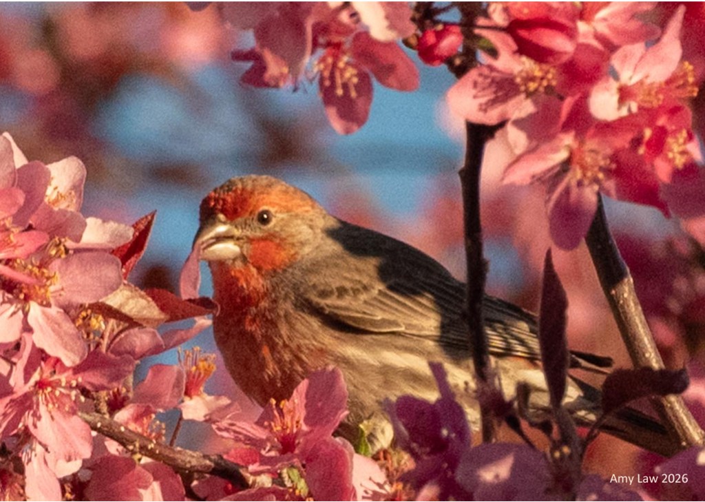 A male House Finch sits on a branch. The red on his head and chest compliment the pink of the masses of chokecherry blossoms that surround him. He has a single flower petal in his beak.