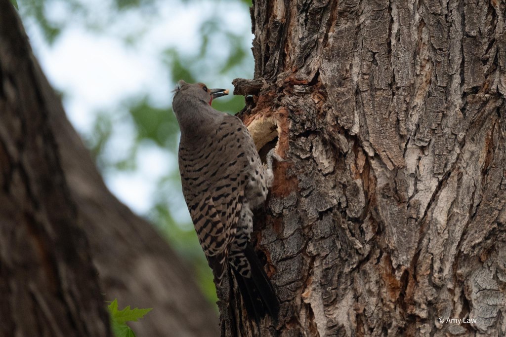 The trunk of a large maple tree. A Northern Flicker has been excavating a hole. It clings to the bark of the maple tree. It has pulled its head out of the hole, and has a bit of wood in its beak.