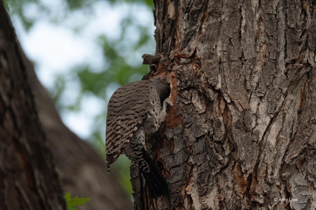 The trunk of a large maple tree. A Northern Flicker has been excavating a hole. It clings to the bark of the maple tree, and sticks its head into the hole.