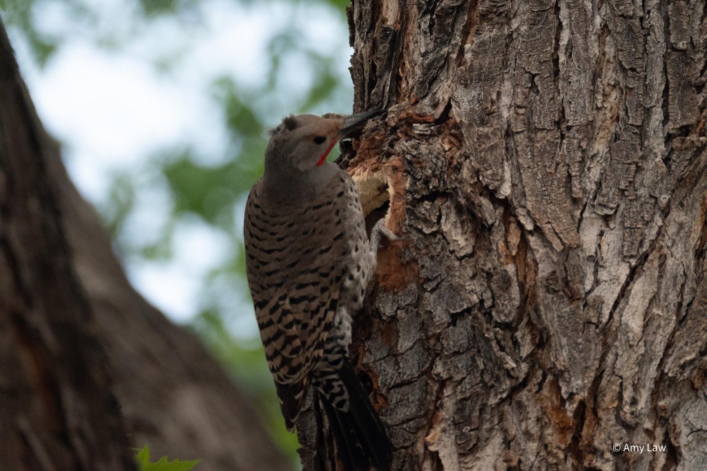 The trunk of a large maple tree. The Northern Flicker clings to the bark of the maple tree. It has pulled it's head out of the hole its been excavating. 