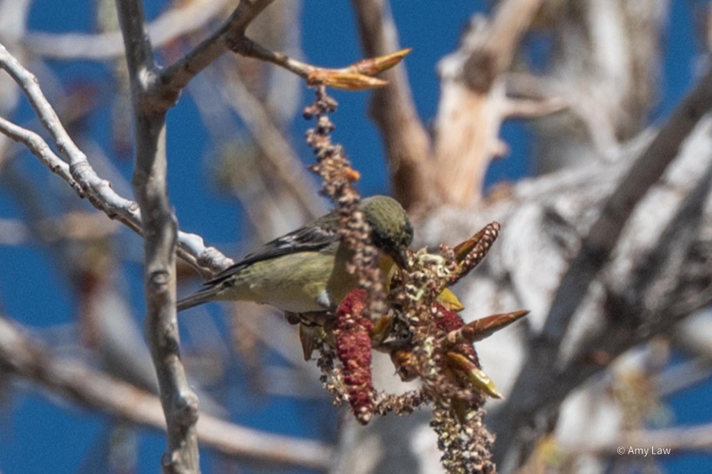 A goldfinch perches on a twig, pecking at a catkin.