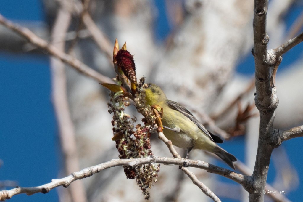 A goldfinch perches on a twig, pecking at a catkin.