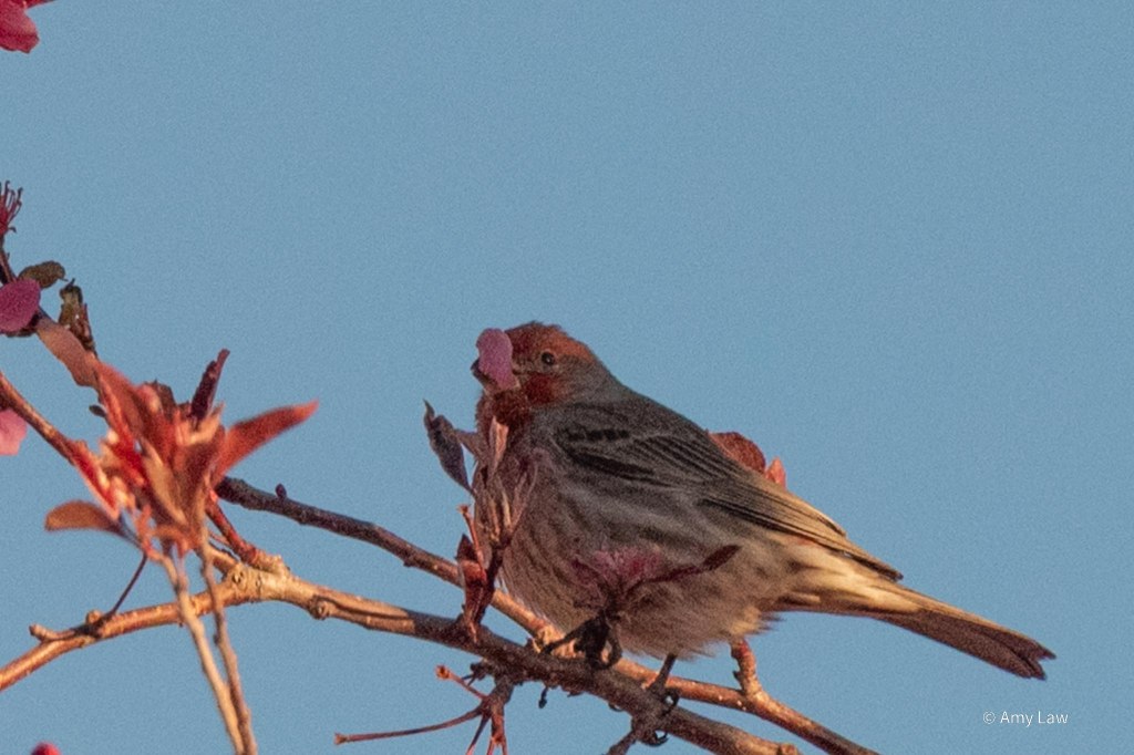A male House Finch sits on a more isolated branch, gettin gready to take off. The red on his head and chest compliment the pink of chokecherry blossoms that around him. He has a single flower petal in his beak.