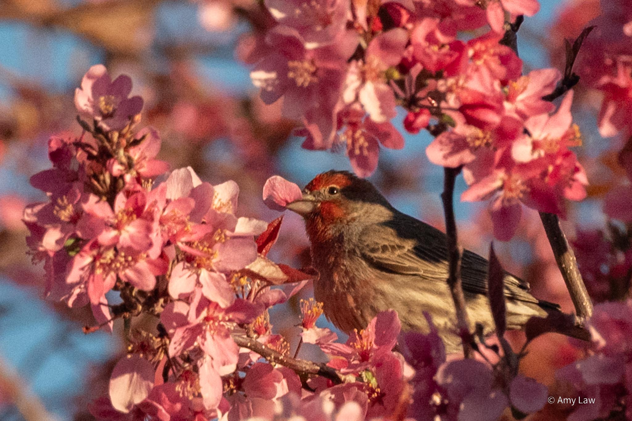 A male House Finch sits on a branch. The red on his head and chest compliment the pink of chokecherry blossoms that around him. He has a single flower petal in his beak.