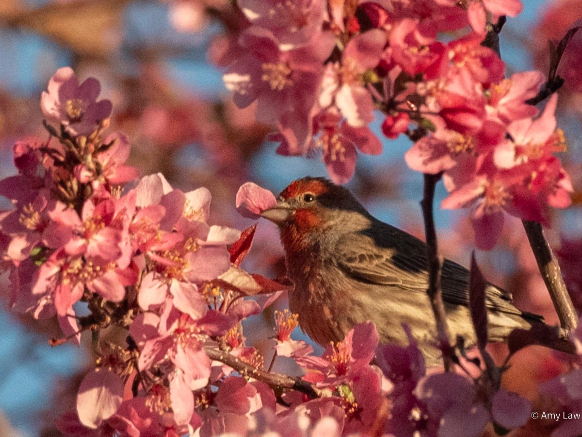 Flower-Eaters
