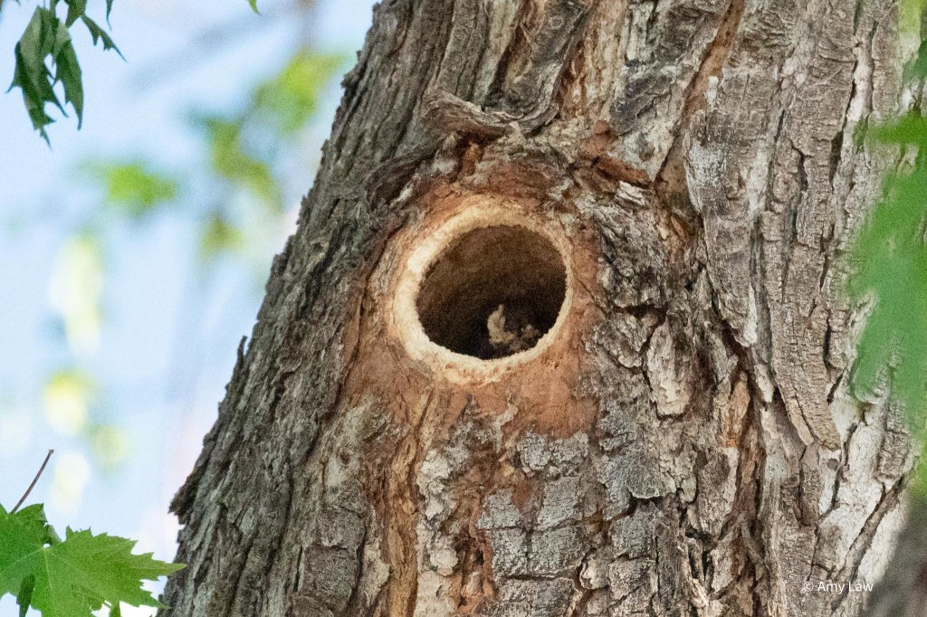 The trunk of a large maple tree. The Northern Flicker is now inside the hole it has been excavating. It has a beak-full of wood.