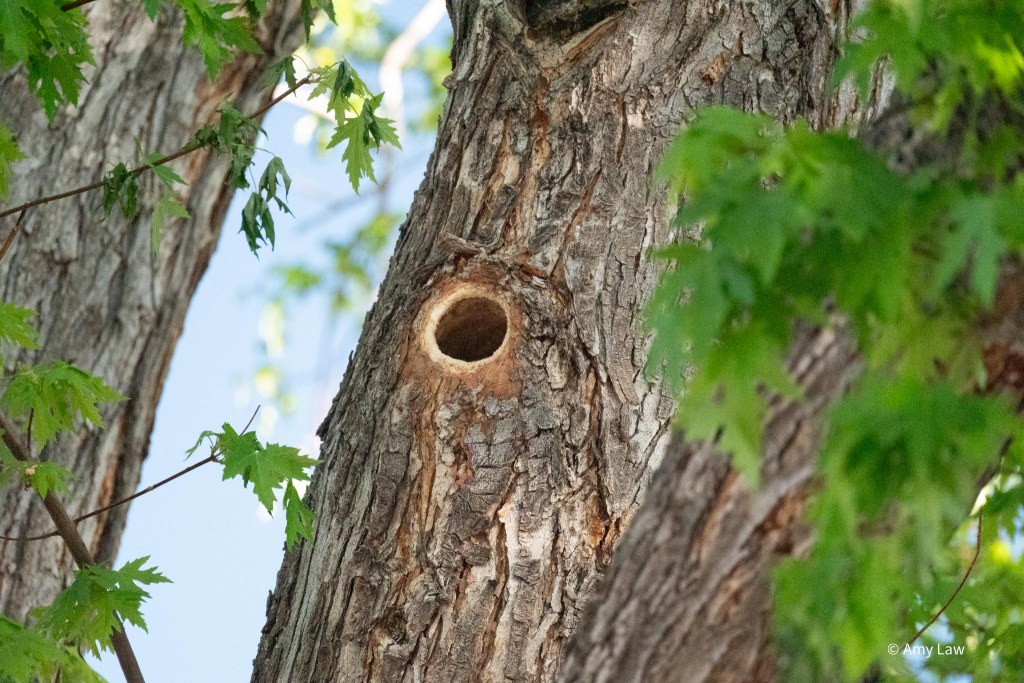 The trunk of a large maple tree. The Northern Flicker's looks good.