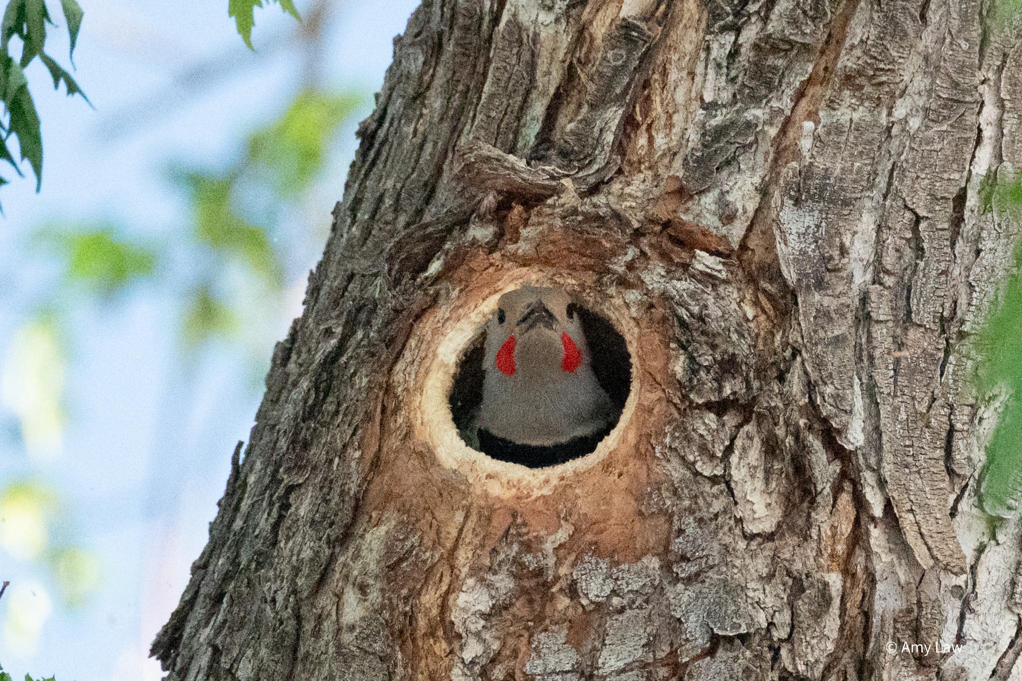 The trunk of a large maple tree. The Northern Flicker's head is outside the hole it has been excavating. The flicker looks at the viewer, satisfied with its work.