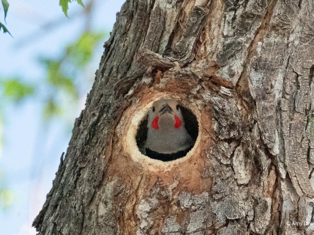 Flicker Excavates A&nbsp;Home