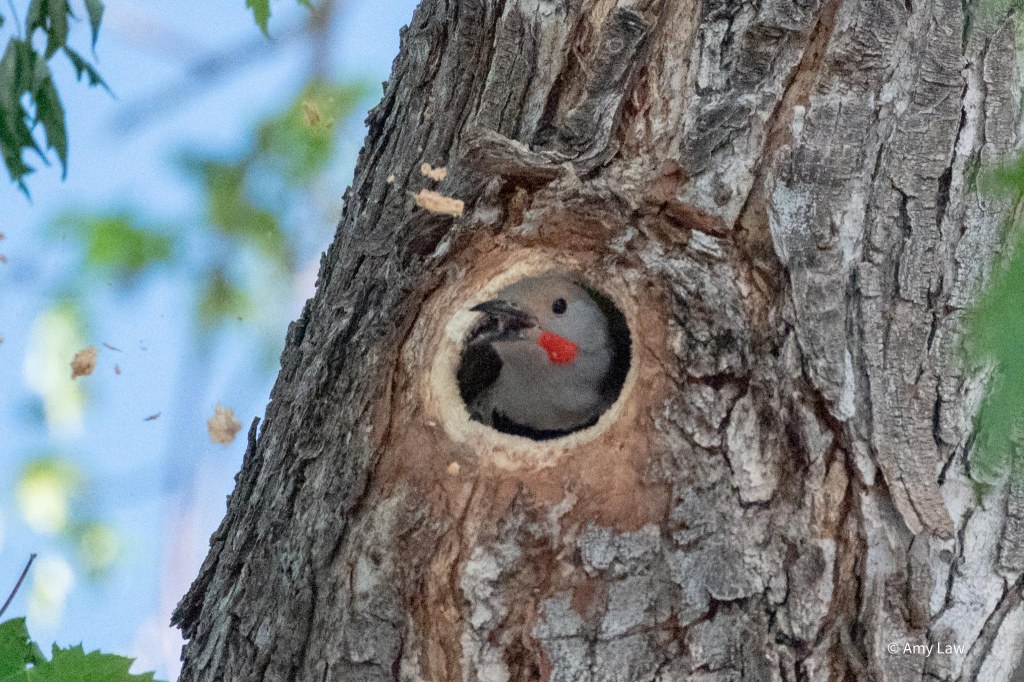 The trunk of a large maple tree. The Northern Flicker's head is outside the hole it has been excavating. It has a beak-full of wood that it is flinging as hard as it can from its mouth. The wood chips are scattered in the air.