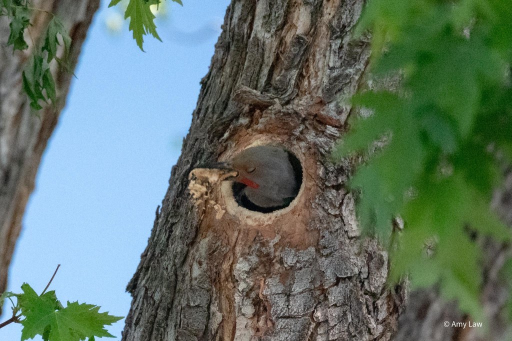 The trunk of a large maple tree. The Northern Flicker's head is outside the hole it has been excavating. It has a beak-full of wood that it is flinging as hard as it can from its mouth. The flicker's eyes are shut to keep sawdust out.