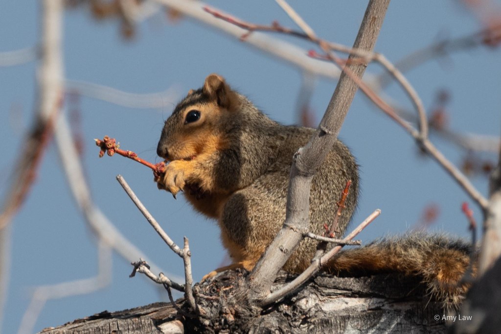 A fox squirrel sits on a broad branch, nibbling on a twig holding maple flowers.