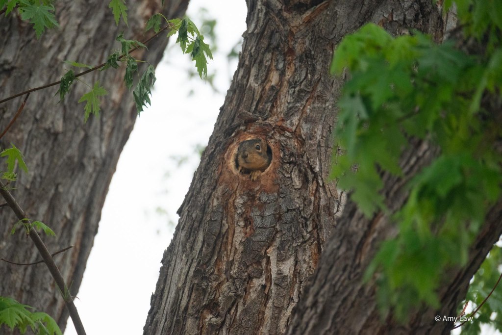 The trunk of a large maple tree.  The face of the squirrel is outside the whole the hole. It has taken possession of the hole.