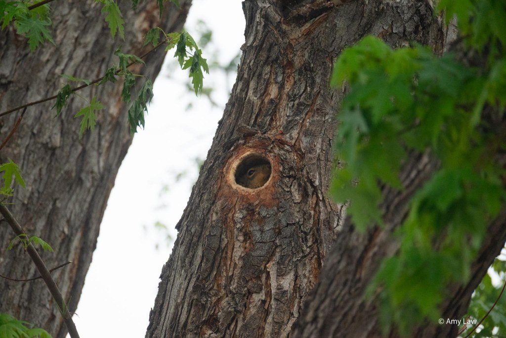The trunk of a large maple tree.  The face of the squirrel is visible inside the hole.