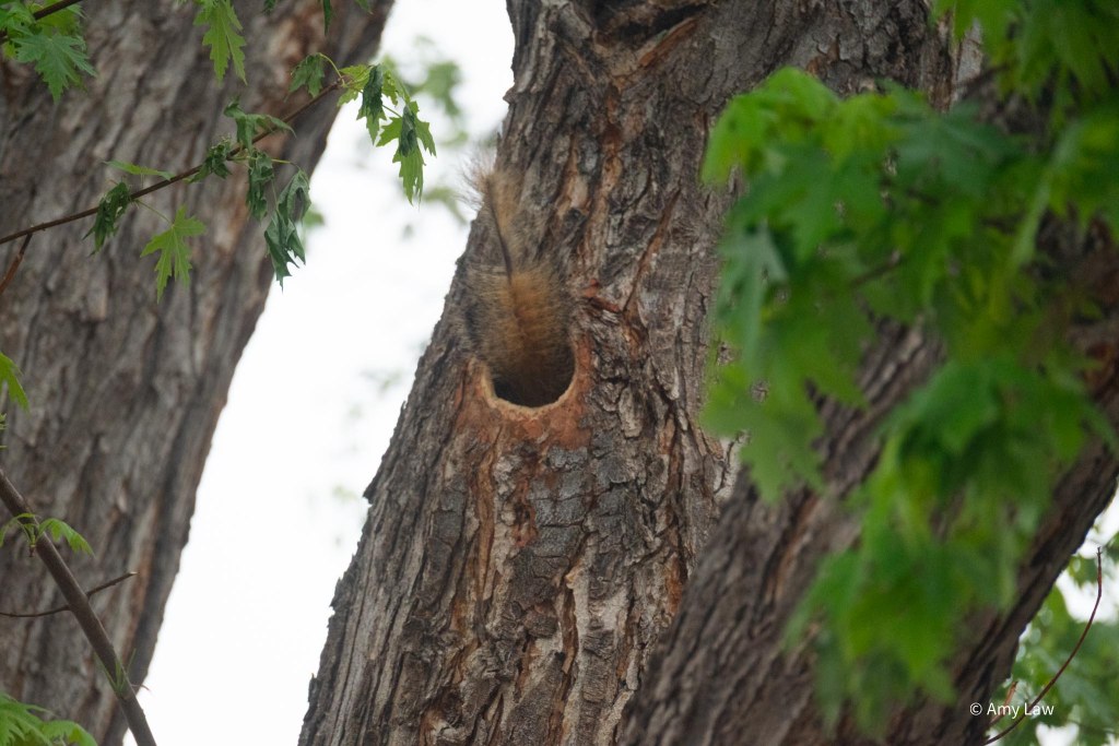 The trunk of a large maple tree.  The tail of the squirrel is projecting from the whole.